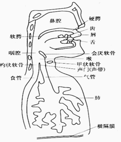 人类发声机理